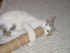 Playing with a paper towel tube